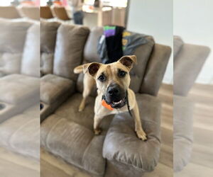 Black Mouth Cur-Unknown Mix Dogs for adoption in Oakhurst, NJ, USA