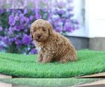 Puppy Masso Poodle (Miniature)