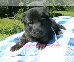Small #3 German Shepherd Dog