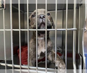 Mastiff Dogs for adoption in Pasadena, CA, USA