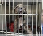 Small Photo #1 Mastiff Puppy For Sale in Pasadena, CA, USA