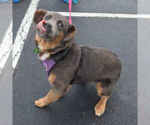 Mutt Dogs for adoption in Silver Spring, MD, USA