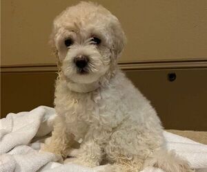 Maltipoo Puppy for sale in SUGAR LAND, TX, USA