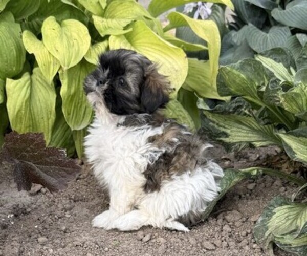 Medium Photo #4 Shih Tzu Puppy For Sale in THORP, WI, USA