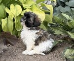 Small #3 Shih Tzu
