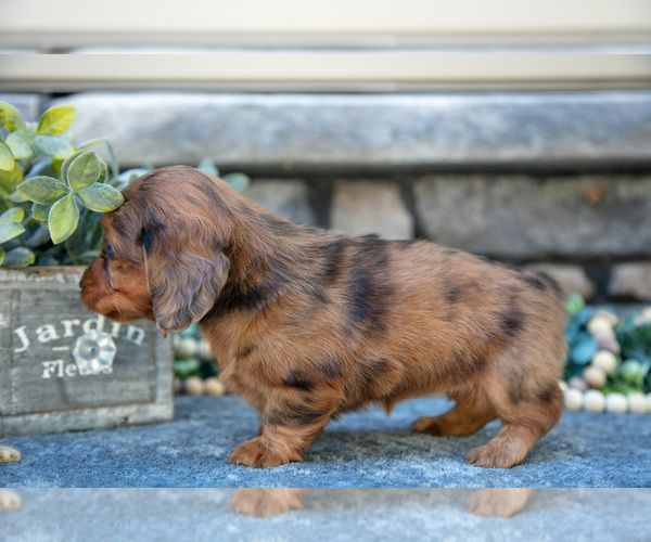 Medium Photo #7 Dachshund Puppy For Sale in SUGARCREEK, OH, USA