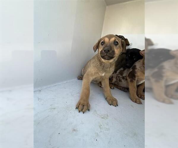 Medium Photo #1 Labrador Retriever-Unknown Mix Puppy For Sale in Houston, TX, USA