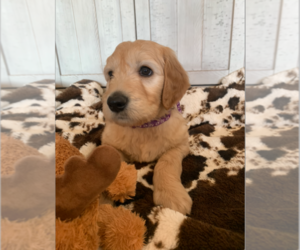 Goldendoodle Puppy for sale in PORTERVILLE, CA, USA