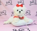 Small Photo #4 Maltese Puppy For Sale in LAS VEGAS, NV, USA