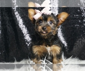 Yorkshire Terrier Puppy for Sale in WARSAW, Indiana USA