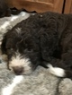 Small Photo #7 Aussiedoodle Puppy For Sale in RANDLEMAN, NC, USA
