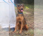 Small #5 American Pit Bull Terrier Mix