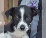 Small #5 Australian Shepherd Mix