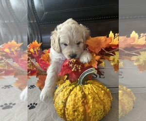 Aussiedoodle-Golden Retriever Mix Puppy for sale in GEORGETOWN, TX, USA