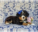 Small Photo #5 Bernese Mountain Dog Puppy For Sale in HOLTWOOD, PA, USA