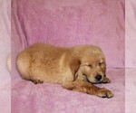 Small #6 Golden Retriever