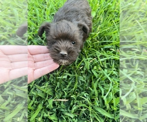 Schnauzer (Miniature) Puppy for sale in RICEVILLE, TN, USA