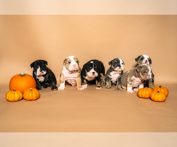 Medium Photo #23 Bulldog Puppy For Sale in HOUSTON, TX, USA