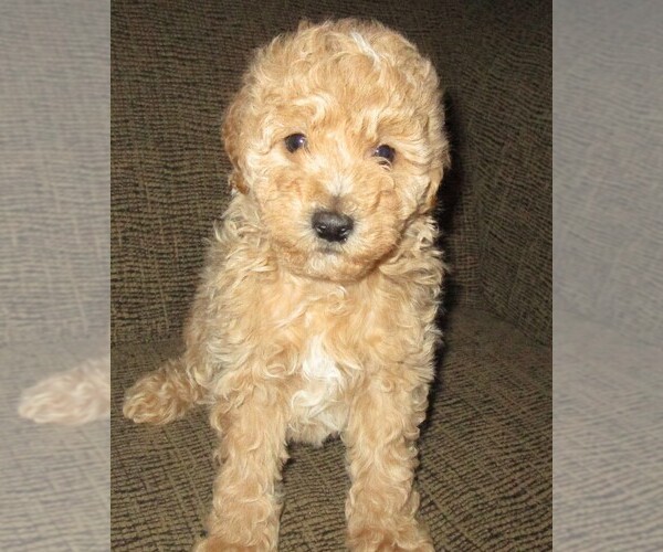 Medium Photo #1 Labradoodle Puppy For Sale in LINCOLN, AL, USA