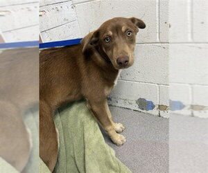 Doberman Pinscher-Unknown Mix Dogs for adoption in San Bernardino, CA, USA