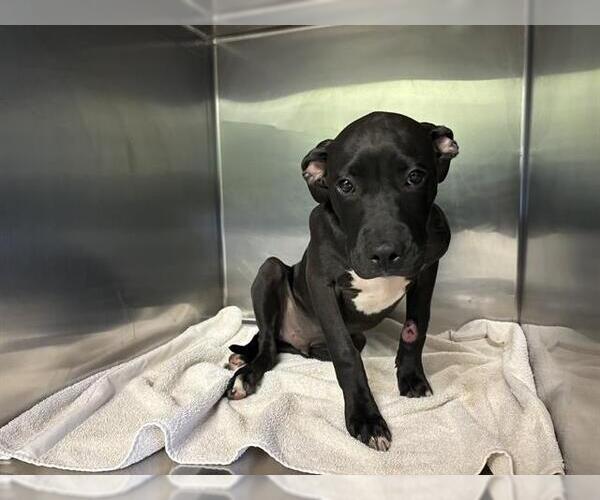 Medium Photo #1 Labrador Retriever-Unknown Mix Puppy For Sale in Grand Prairie, TX, USA