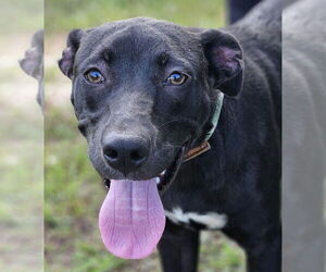 Labrador Retriever-Unknown Mix Dogs for adoption in Canton, CT, USA