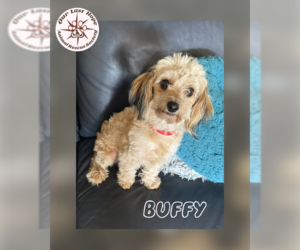 Poodle (Miniature)-Unknown Mix Dogs for adoption in Princeton, British Columbia, Canada