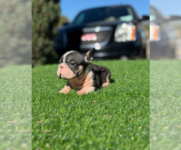Medium Photo #1 French Bulldog Puppy For Sale in MOUNT VERNON, AL, USA