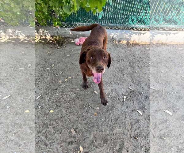 Medium Photo #14 Labrador Retriever-Unknown Mix Puppy For Sale in San Diego, CA, USA