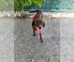 Small #13 Labrador Retriever Mix