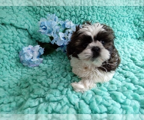 Medium Photo #3 Shih Tzu Puppy For Sale in LAUREL, MS, USA