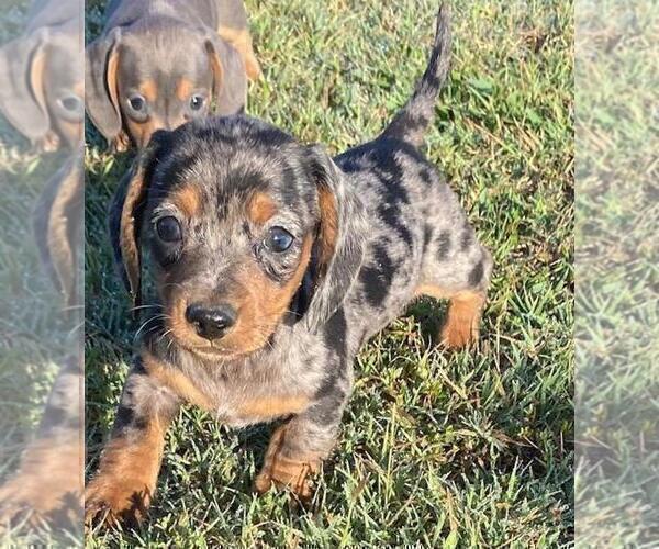 Medium Photo #2 Dachshund Puppy For Sale in CLAREMORE, OK, USA
