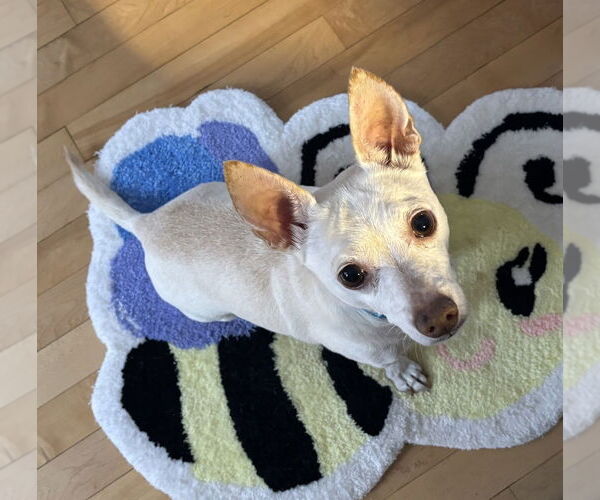 Medium Photo #5 Chihuahua-Unknown Mix Puppy For Sale in Oak Bluffs, MA, USA