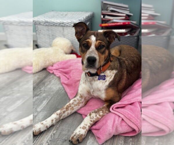 Medium Photo #2 Collie-German Shepherd Dog Mix Puppy For Sale in East Derry, NH, USA