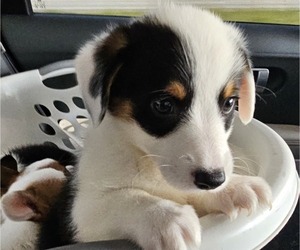 Pembroke Welsh Corgi Puppy for sale in BAYTOWN, TX, USA