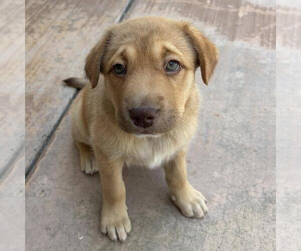 Medium Photo #5 Labrador Retriever-Unknown Mix Puppy For Sale in San Diego, CA, USA