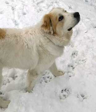 Medium Photo #2 Great Pyrenees Puppy For Sale in DENVER, CO, USA