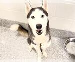 Small #1 Siberian Husky