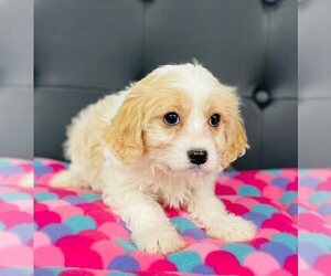 Cavachon Puppy for sale in CINCINNATI, OH, USA