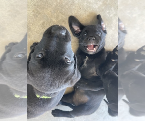 Medium Photo #6 Golden Retriever-Rottweiler Mix Puppy For Sale in MARION, KS, USA