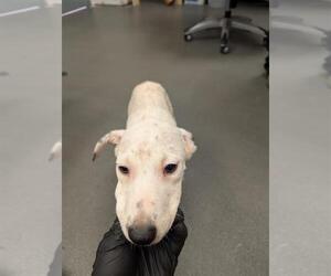 Black Mouth Cur-Labrador Retriever Mix Dogs for adoption in Corpus Christi, TX, USA