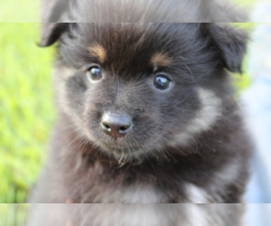 Pomeranian Puppy for sale in CRARY, ND, USA