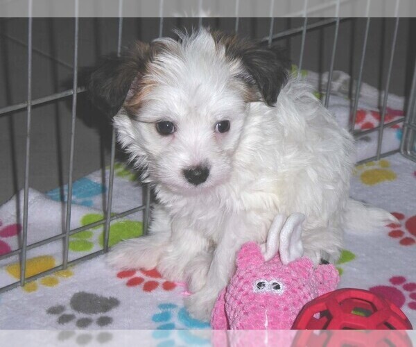 Medium Photo #15 Papitese Puppy For Sale in ORO VALLEY, AZ, USA
