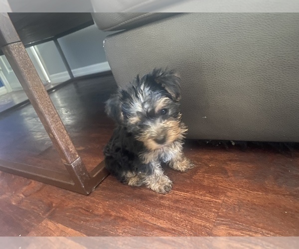 Medium Photo #3 Yorkshire Terrier Puppy For Sale in TAMPA, FL, USA