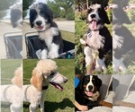 Small #2 Bernedoodle