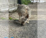 Small #3 Mutt