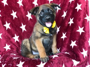 Belgian Malinois Puppy for sale in EAST EARL, PA, USA