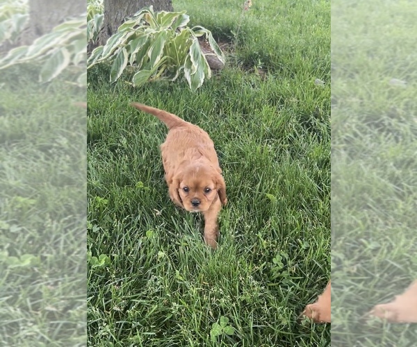 Medium Photo #2 Cavalier King Charles Spaniel Puppy For Sale in NILES, MI, USA