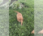 Small #1 Cavalier King Charles Spaniel