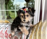 Small #1 Morkie